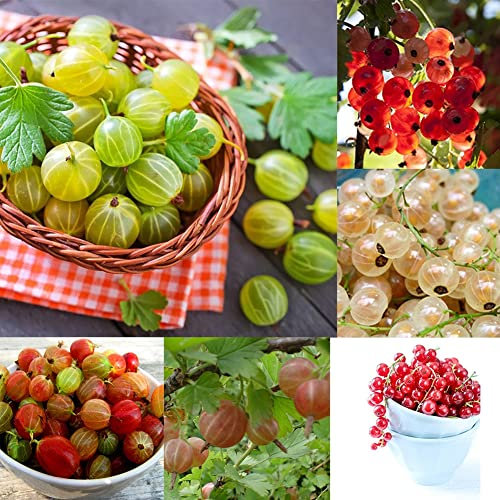 Haloppe 50 pezzi di semi di frutta di uva spina per la semina del giardino di casa, semi di frutta di ribes di uva sana succosa pianta di bonsai da giardino domestico