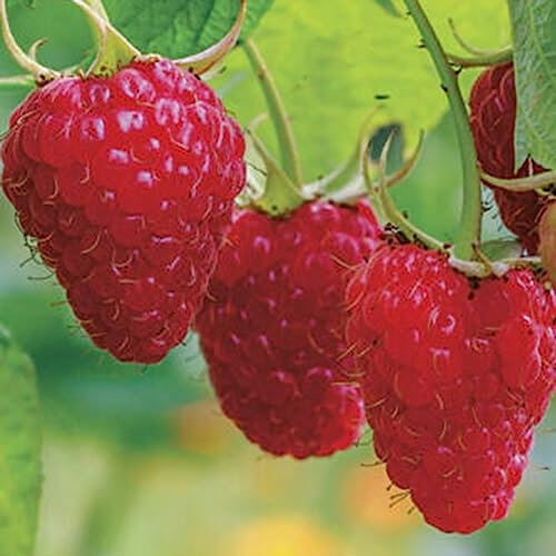 300 Pz Delizioso Lampone Rosso Cespuglio Semi di Frutta Dolce Succoso Giardino Pianta Fiore Albero da Frutto Semi di Ortaggi Semi Di Lampone Rosso