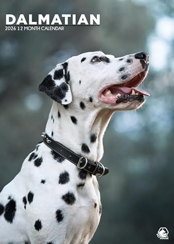 Dalmatiner Hund Kalender 2026, A3, Wirobound, vollfarbig