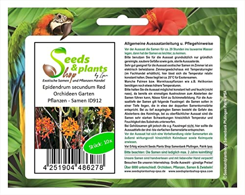 Stk - 10x Epidendrum secundum Red Orchideen Garten Pflanzen - Samen ID912 - Seeds & Plants Shop by Ipsa