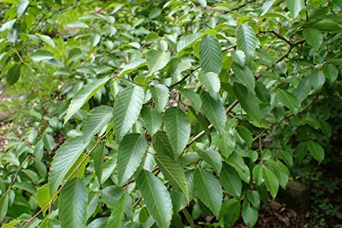 Koreanische Hainbuche Carpinus turczaninowii Pflanze 5-10cm Rarität