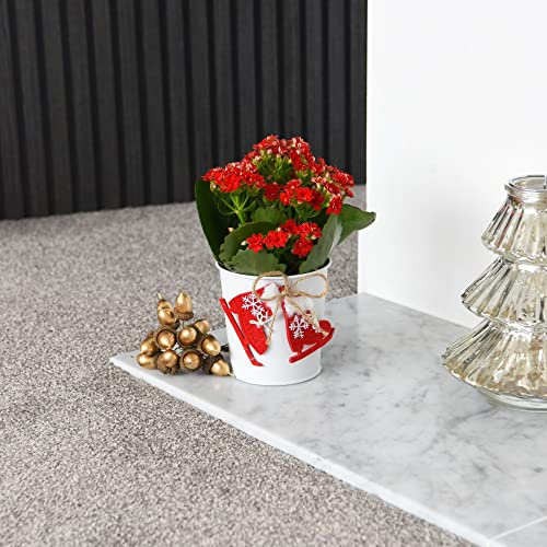 Festive Gift Christmas Kalanchoe Plant in Zinc Pot with Gloves Decorations Red Blooms Easy to Grow Your Own Indoor Flowering Succulent Houseplant 1 x 10cm Potted Plant by Thompson & Morgan