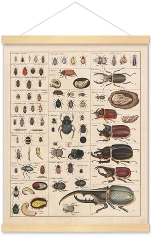 Meishe Art Vintage-Posterdruck, Insekten-Kollektion, Artenidentifikation, Referenztabelle, Entomologie-Diagramm, Klassenzimmer, Club, Wanddekoration