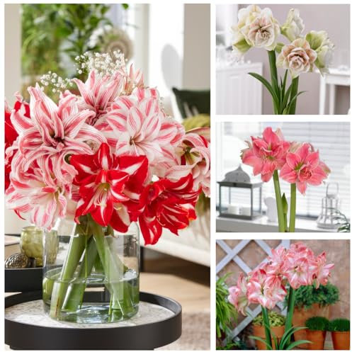 FLORIUM - Amaryllis Zwiebeln Gefüllte Kollektion, (3 Blumenzwiebeln in Großformat 26/30), Winterhart Hippeastrum Zwiebel perfekt für Zimmer & Töpfe, Exklusive Pflanzen aus Holland (keine Samen, Wachs)