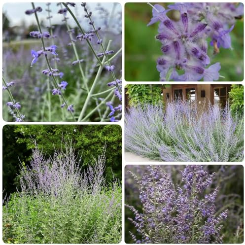 Comprar semillas de ruda azul, Decoración de jardín para exteriores Perovskia atriplicifolia, de otoño Cobertura del suelo para lugares soleados variedades antiguas 200pcs
