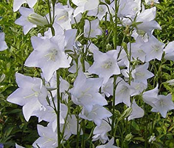 GLOCKENBLUMEN-WILLOW PEACH LEAVED WHITE Campanula Persicifolia - 500 Bulk Seeds