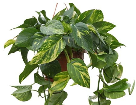 Indoor Plant -House or Office Plant- Hanging Scindapsus aureus - Devil's Ivy- in a Hanging Pot