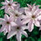 Clematis winterhart mehrjährig,clematis pflanze winterhart mehrjährig,clematis zwiebeln-8zwiebeln-B