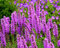 Ährige Prachtscharte - Liatris spicata Kobold - 50 Samen