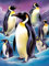 Bimkole DIY 5D Diamond Painting Zubehör Winterpinguin, Tier Diamant Malerei Kit Voll Runde Bohrer Malen nach Zahlen Malerei Stickerei Kreuzstich Diamond Dekoration 30X40 cm