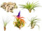 Set de 5 Plantas Aéreas Naturales Plantas para el Hogar