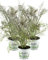 Bronzefenchel Pflanze, 3er Set, Foeniculum vulgare 'Rubrum', frischer Fenchel,3 Pflanzen Bronzefenchel