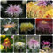 200 pcs chrysanthemen mehrjährig samen - zimmerpflanze chrysantheme,Chrysanthemum morifolium, frühlingsblumen saat wildblumenwiese saatgut mehrjährig winterharte