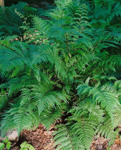 Pteridium aquilinum ca. 9x9 cm Topf - Adlerfarn, dekoratives Laub, ideal für schattige Standorte, pflegeleicht, robust und winterhart