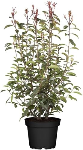 Photinia fraseri 'Little Red Robin' 30-40 cm - Glanzmispel, rote Blätter, immergrün, ideal für Hecken und Kübel, pflegeleicht und winterhart