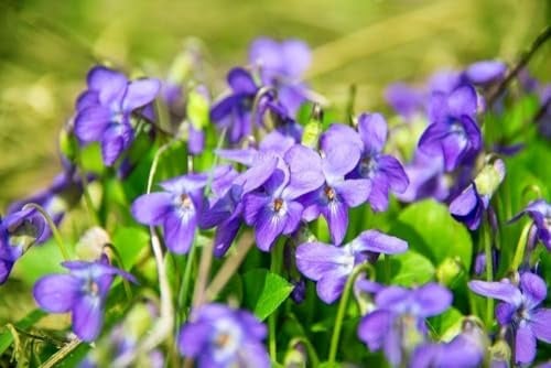 Duftveilchen, Viola Odorata - frosthart