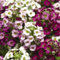 Perfect Plants - Alyssum Plants Mixed Colours - 6 Pack Bedding Plants - Garden Ready Plants