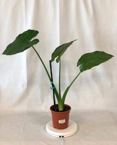 Planta de ALOCASIA Macrorrhiza 'Orejas de Elefante' - en maceta Ø 17 cm - H. 70/80 cm