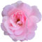 kleberio Selbstklebender Aufkleber Sticker Autoaufkleber wetterfest Blumen Mülltonne Blumenwiese Dekoration Fensterbild Fliesenaufkleber 10 x 10 cm - Rosa Damast Rose -
