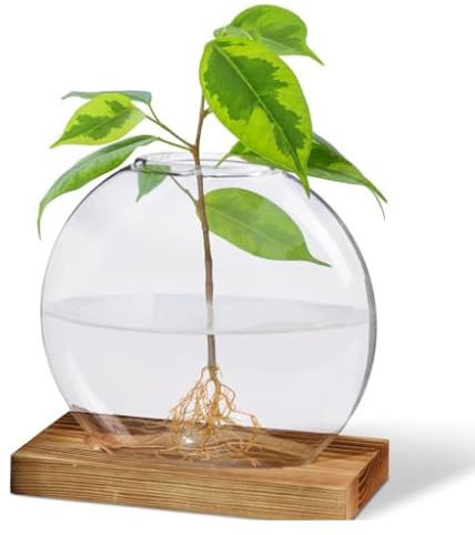 Jarrón de estación de propagación de plantas, juego de 1 tarro de terrario de cristal, macetas hidropónicas modernas para plantas de interior, macetas de vidrio de escritorio para plantas, jarrones