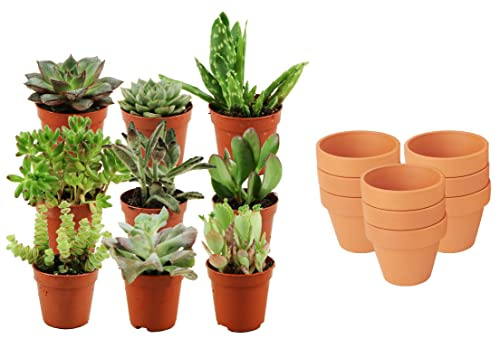 ZynesFlora Succulentes Naturelles en pot de fleurs terre cuite Ø 8.1 cm - Lot de 9 - Hauteur: 5-10 cm - Mélange de Succulentes Petite Variétés Diverses Plantes Grasses d'Intérieur