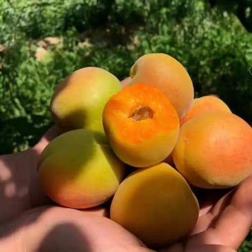 3 piezas semillas de albaricoquero decoración de jardín para exterior Semillas de albaricoquero cultivo de semillas Árbol de frutas semillas de frutas árboles jardín resistente fruta
