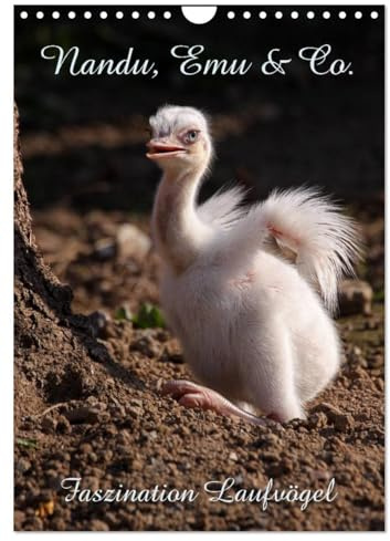 Nandu, Emu & Co. (Wandkalender 2026 DIN A4 hoch), CALVENDO Monatskalender: Faszination Laufvögel (CALVENDO Tiere)