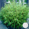 Bloomique - Fargesia rufa - Bambou non traçant - Rustique - Persistant - Plante de jardin - 80-100 cm de Haut - Pot 23 cm