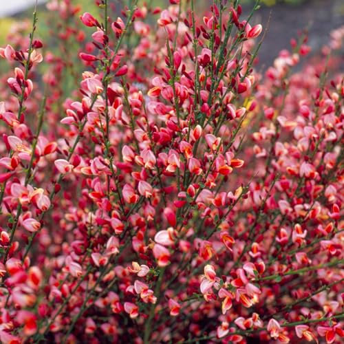 Cytisus Hollandia - Boom Plants Outdoor Garden Ready - Outdoor Plants All Year Round - Hardy Flowering Shrubs for Garden All Year Round (9cm Pot, 15-25cm)