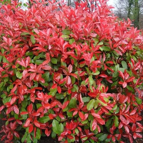 Photinia Nain Red Robin - Photinia Fraseri Red Robin 60cm en Pot - Plante - Floraison Mai à Juin - Couleur de la Fleur - Hauteur 15-2 m