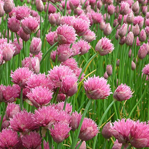 Blumixx Stauden Allium schoenoprasum 'Forescate' - Zier- und Gewürzschnittlauch, im 0,5 Liter Topf, purpurrot blühend