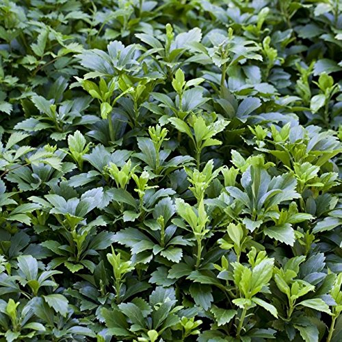 Pachysandra terminalis Dickmännchen immergrüner Bodendecker im Topf gewachsen (25 Stück)