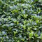 Pachysandra terminalis Dickmännchen immergrüner Bodendecker im Topf gewachsen (25 Stück)