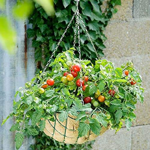Suttons Tomato Seeds, F1, Tumbling Bella, Terenzo F1, Blight Tolerant, Cherry Fruits, Cascading, Tumbling, Approx. 10 Seeds Per Pack, Ideal for Hanging Baskets, Pots, Containers