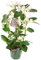 Planta de Interior Natural Jazmín de Madagascar