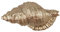 Clayre & Eef Türknauf Muschel 8x4x5 cm Goldfarbig Kunststoff Möbelknopf