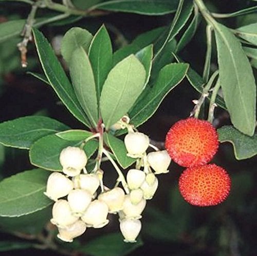 Erdbeerbaum 60-80cm - Arbutus unedo - Gartenpflanze