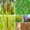 200 pcs Rohrkolben Pflanzen Samen - steingartenpflanzen winterhart Zwergrohrkolben - Wasserpflanzen - zimmerpflanzen samen kräuter samen mehrjährig, bonsai samen, pflanzen für schatten