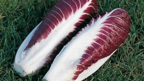 200 Körner Chicorée rouge de Trévise (Cichor ium intybus) W60 RADICCHIO-SAMEN SEMI