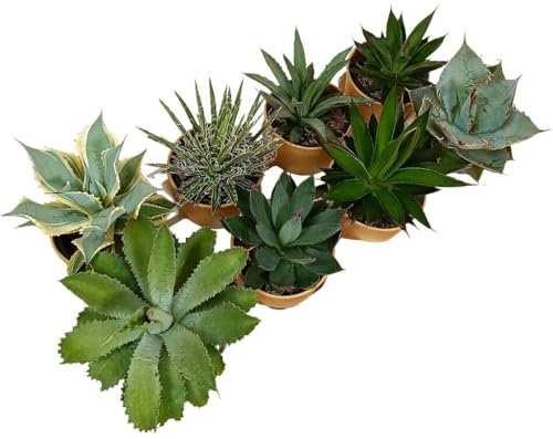 PLANTA NATURAL PACK 8 AGAVE MIX M11| SELECCIÓN AGAVES SURTIDOS |IDEAL PARA DECORACIÓN | PARA EXTERIOR E INTERIOR