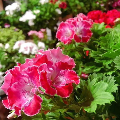 550 pz semi di geranio resistenti, semi da giardino giardinaggio urbano bonsai da interno bonsai pelargonium hortorum, regalo di semi di fiori resistenti pascolo delle piantare