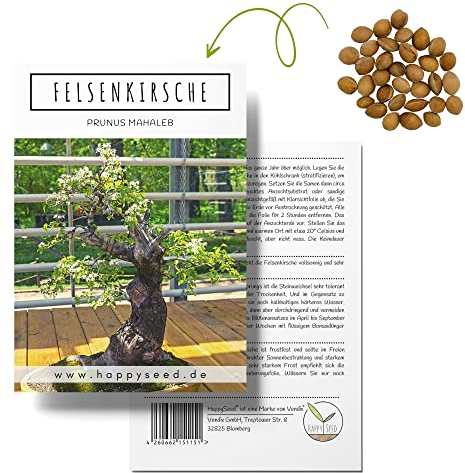 Einzigartige Bonsai Samen mit hoher Keimrate - Pflanzen Samen Set für deinen eigenen Bonsai Baum (1x Felsenkirsche)