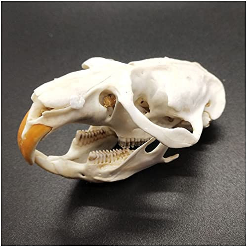 NEFSO Rattenschädel-Replik – echter Tierschädel Rattenschädelkopf Modell Präparatoren Tierknochen Tierschädel Handwerk Tierskelett Statue für den Unterricht (A)