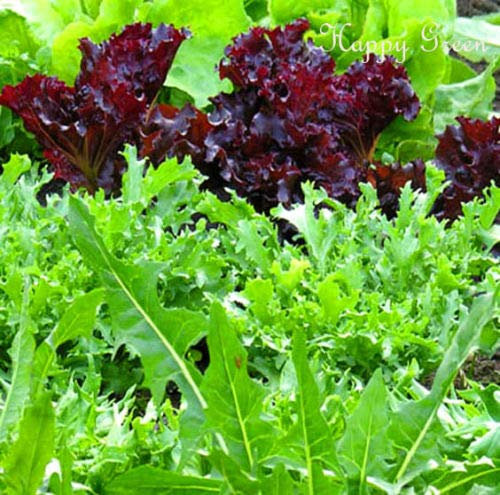 Semi freschi - Bambino foglia di famiglia Mix - Roquette - Lattuga di agnello - EDIVE - 2 mi - 100 semi