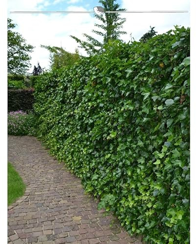 Irischer Efeu Hedera hibernica 100-125 cm IM TOPF. Angebot: 500 Pflanzen. Winterhart