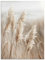 ARTland Wanddeko Glasbilder Wandbild Glas Bild 60x80 cm Pflanzen natural elements Gräser Pampasgras Schilf Boho Deko U5GN