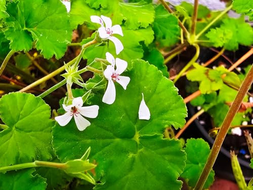 Pelargonium x fragrans/Géranium au parfum de pin-muscade/Godet