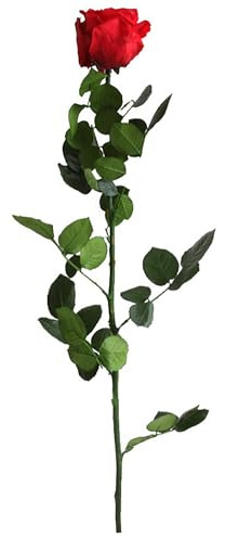 Rosa Stabilizzata Vera, Fiori 100% Made in Italy - Pronta in Elegante Confezione Regalo con Nastrino - Idea Regalo Mamma, Anniversario, Compleanno Donna e San Valentino, Rose con Stelo (Rossa, 1)