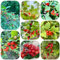 semi di ciliegio - semi di ciliegia colonnare ciliegia da giardino interno bonsai piante in vaso piante resistenti per il giardino frutta - Serie Rare - da frutto ciliegio alberi 300pcs