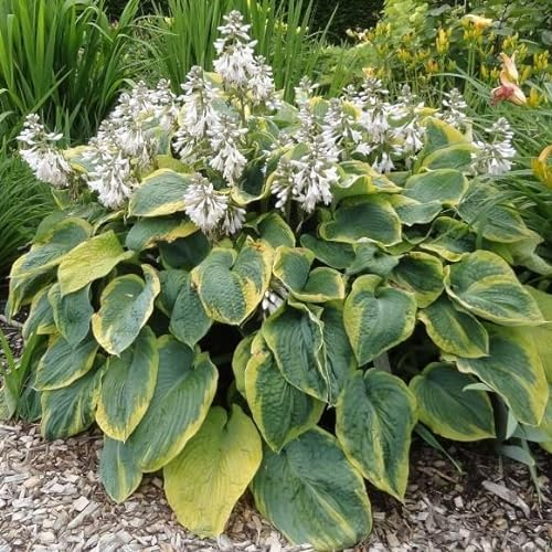 6x Blaue Gelbrand Funkie - Hosta sieboldiana ‘Frances Williams’ - Kleincontainer 9x9cm